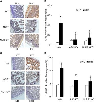 Suppression of Glucagon-Like Peptide-1 Release by Inhibition of Intestinal NLRP3 Inflammasome Activation in Asc–/– and Nlrp3–/– Mice